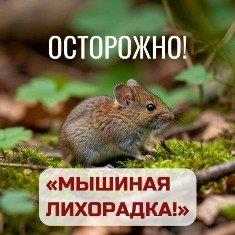 О профилактике геморрагической лихорадки 